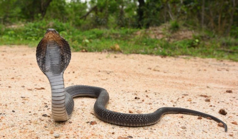 Systems Thinking and the Cobra Effect - Our World