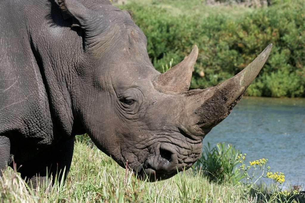 To Save the Rhinos, Legalize the Horn Trade