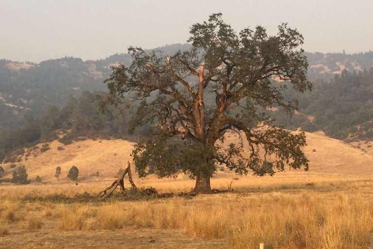 A tree on grasslands in California.